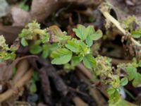 Amaranthus blitum P-pl, ICAMaxi Västra hamnen, Malmö, Skåne, Sweden 20191013_0010