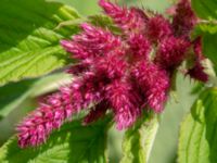 Amaranthus caudatus Sliparebacken N delen, Lund, Skåne, Sweden 20220804_0008