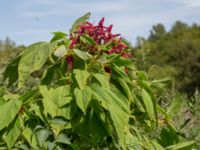 Amaranthus caudatus Sliparebacken N delen, Lund, Skåne, Sweden 20220804_0013