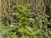 Amaranthus hybridus Svanetorpsvägen, Åkarp, Lomma, Skåne, Sweden 20170823_0072