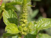 Amaranthus hybridus Svanetorpsvägen, Åkarp, Lomma, Skåne, Sweden 20170823_0074