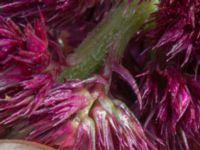 Amaranthus hybridus ssp. cruentus Jorddeponi Sliparebacken, Lund, Skåne, Sweden 20170722_0003