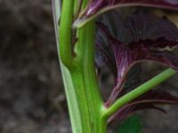 Amaranthus hybridus ssp. cruentus Odlingsvägen, Alnarp, Lomma, Skåne, Sweden 20190808_0031