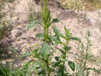 Amaranthus hybridus ssp. powellii Utfyllnadsområde 1,1 km N Östra Broby kyrka, Broby, Östra Göinge, Skåne, Sweden 20180727_0101