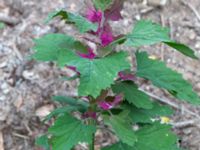 Chenopodium giganteum Odlingsvägen, Alnarp, Lomma, Skåne, Sweden 20190808_0027