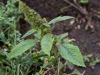 Amaranthus retroflexus Rutsborg, Borgeby, Kävlinge, Skåne, Sweden 20150830_0088