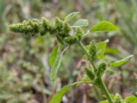 Amaranthus retroflexus Rutsborg, Borgeby, Kävlinge, Skåne, Sweden 20150830_0090