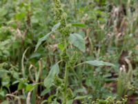 Amaranthus retroflexus Rutsborg, Borgeby, Kävlinge, Skåne, Sweden 20150830_0091