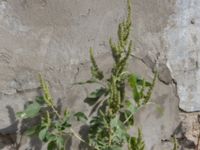 Amaranthus retroflexus Yevpatoria, Crimea, Russia 20150912_0391