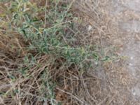 Atriplex aucheri Balaklava, Crimea, Russia 20150914_0209