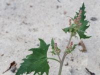 Atriplex calotheca Hallands Väderö, Båstad, Skåne, Sweden 20160807_0037