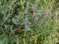 Atriplex calotheca Lernacken, Malmö, Skåne, Sweden 20150815_0043