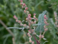 Atriplex calotheca Lernacken, Malmö, Skåne, Sweden 20150815_0047