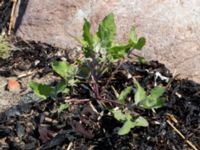 Atriplex glabriuscula Steninge naturreservat, Falkenberg, Halland, Sweden 20160605_0123