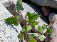 Atriplex glabriuscula Steninge naturreservat, Falkenberg, Halland, Sweden 20160605_0124