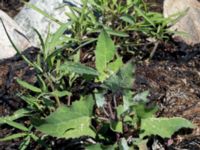 Atriplex glabriuscula Steninge naturreservat, Falkenberg, Halland, Sweden 20160605_0126