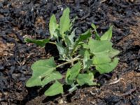 Atriplex glabriuscula Steninge naturreservat, Falkenberg, Halland, Sweden 20160605_0127