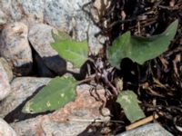 Atriplex glabriuscula Steninge naturreservat, Falkenberg, Halland, Sweden 20160605_0132