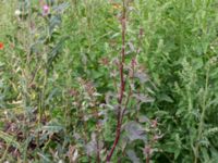 Atriplex hortensis Jorddeponi Sliparebacken, Lund, Skåne, Sweden 20170710_0051