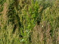 Atriplex hortensis Svanetorpsvägen, Åkarp, Lomma, Skåne, Sweden 20170823_0079