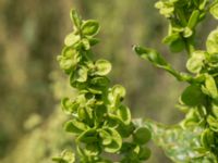 Atriplex hortensis Svanetorpsvägen, Åkarp, Lomma, Skåne, Sweden 20170823_0083