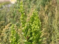 Atriplex hortensis Svanetorpsvägen, Åkarp, Lomma, Skåne, Sweden 20170823_0084