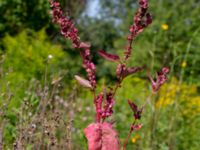 Atriplex hortensis Ulricedal, Malmö, Skåne, Sweden 20190811_0085