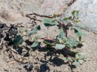 Atriplex laciniata Steninge naturreservat, Falkenberg, Halland, Sweden 20160605_0110