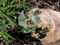 Atriplex laciniata Steninge naturreservat, Falkenberg, Halland, Sweden 20160605_0112