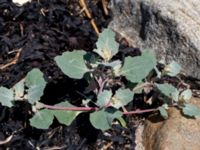 Atriplex laciniata Steninge naturreservat, Falkenberg, Halland, Sweden 20160605_0116