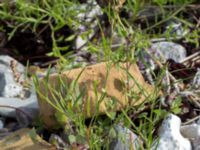 Atriplex littoralis Barsebäckshamn, Kävlinge, Skåne, Sweden 20150728_0004