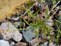 Atriplex littoralis Barsebäckshamn, Kävlinge, Skåne, Sweden 20150728_0006