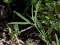 Atriplex littoralis Gessie villastad, Vellinge, Skåne, Sweden 20150621_0042