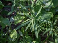 Atriplex littoralis Gessie villastad, Vellinge, Skåne, Sweden 20150621_0045