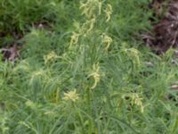 Atriplex littoralis Jorddeponi Sliparebacken, Lund, Skåne, Sweden 20170710_0098