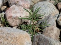 Atriplex littoralis Steninge naturreservat, Falkenberg, Halland, Sweden 20160605_0129