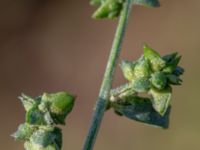 Atriplex patula Ödetomterna, Bunkeflo strandängar, Malmö, Skåne, Sweden 20181101_0019