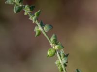 Atriplex patula Ödetomterna, Bunkeflo strandängar, Malmö, Skåne, Sweden 20181101_0021