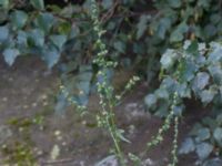 Atriplex patula Lindängelunds rekreationsområde, Malmö, Skåne, Sweden 20160821_0072