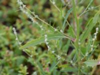 Atriplex patula Ribersborg, Malmö, Skåne, Sweden 20150830_0032