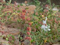 Atriplex prostrata Börshuset, Malmö, Skåne, Sweden 20190914_0055