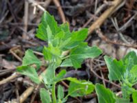 Atriplex prostrata Jungmansgatan, Norrköping, Östergötland, Sweden 20190608_0301