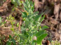 Atriplex prostrata Jungmansgatan, Norrköping, Östergötland, Sweden 20190608_0303