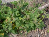 Atriplex prostrata Segeåns mynning, Malmö, Skåne, Sweden 20190729_0035