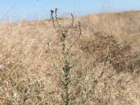 Bassia prostrata Chersonesos, Sevastopol, Crimea, Russia 20150914_0055