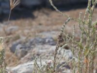 Bassia sedoides Chersonesos, Sevastopol, Crimea, Russia 20150914_0080