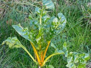 Beta vulgaris - Common Beet - Beta