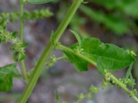 Beta vulgaris ssp. vulgaris Ulricedal, Malmö, Skåne, Sweden 20190704_0051