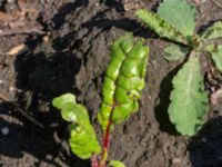 Beta vulgaris var. vulgaris Ulricedal, Malmö, Skåne, Sweden 20190618_0027