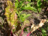 Beta vulgaris var. vulgaris Ulricedal, Malmö, Skåne, Sweden 20190811_0084